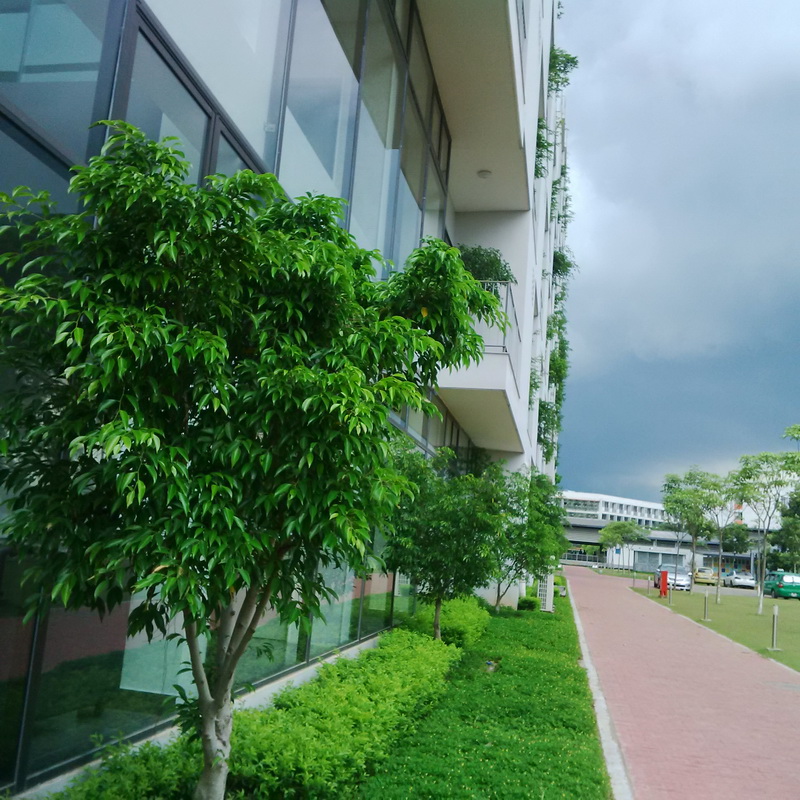 Công ty Ngọc Trang và giải pháp toàn diện cây xanh cho đô thị