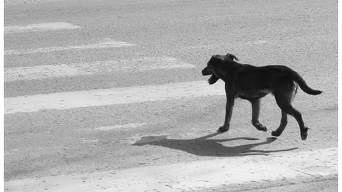 Tránh con chó…ô tô lao lên vỉa hè