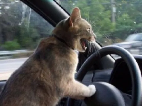  Mèo cũng biết lái xe hơi (hài hước)