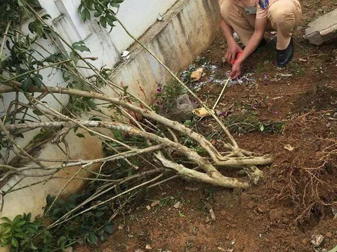 Nữ giáo viên bất cẩn lùi xe trong sân trường khiến học sinh tử vong