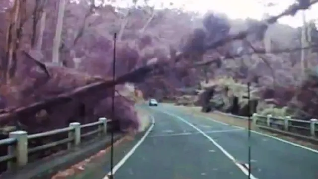 Cây đổ như ngả rạ trước đầu ô tô